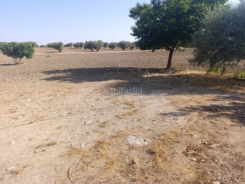 Foto 9bf5582d-592d-47ff-9624-9300e89974fd. Finca rústica oferta de nave y huerta en Mora