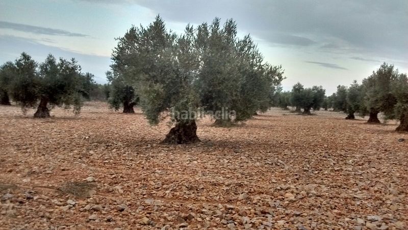 Foto b967ef60-d54c-453d-a925-d57ffed634e9. Finca rústica oferta de olivar tradicional en Mora