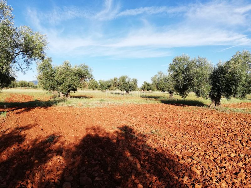 Foto c5b1ab5c-c97e-4117-aeda-3e2641436601. Finca rústica oferta de olivar tradicional en Mora