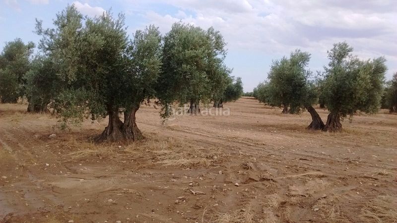 Foto df120db0-182e-4513-a3ea-7cbe7d7c7bea. Finca rústica oferta de olivar tradicional en Mora