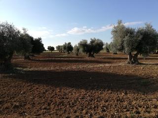 Finca rústica a Mora