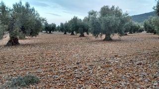 Finca rústica en Mora