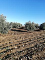 Finca rústica a Mora. Olivar de regadía