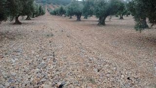 Finca rústica a Orgaz. Olivar en los caspirros con 156 olivas