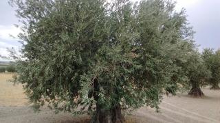 Finca rústica a Mora. Se vende 350 olivas mora de toledo