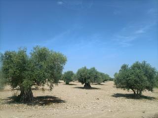 Finca rústica a Mora. Olivar cerca de mora