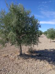 Fondo rustico in Mascaraque