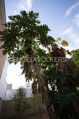 Terreno residenziale in Palacios y Villafranca (Los). Exclusiva parcela urbana con gran potencial de desarrollo en la