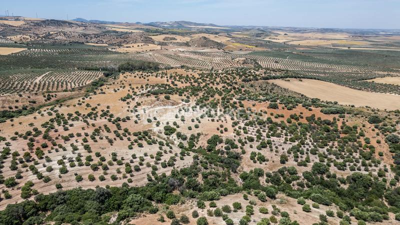 Foto 1171a240-77e2-493f-9594-df9673e4da4d. Casa amb calefacció aparcament piscina a Osuna