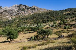 Masia a Grazalema. Finca  en andalucia de 25 hectáreas en pleno parque natural de g
