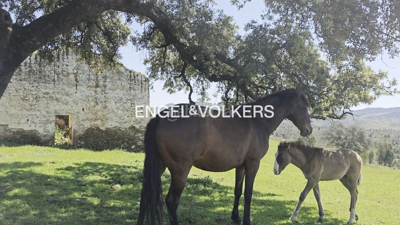 Foto e14dabaa-35aa-4a23-91ba-421fba16294a. Masia amb calefacció a Las Torres - Guadalupe Huelva