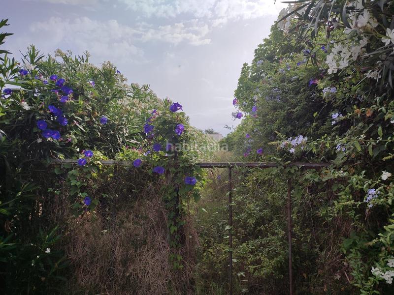 Foto 282685de-9483-4474-8a2c-8672c4034a04. Fondo rustico in El Marenyet Cullera