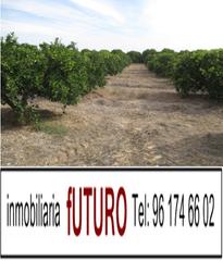 Finca rústica  Plaça numero 5. Tierra huerto navelina raconá