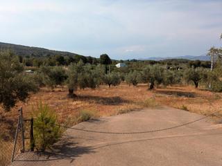 Finca rústica a Algímia de Alfara. Parcela de olivos con casa rural en algimia de alfara