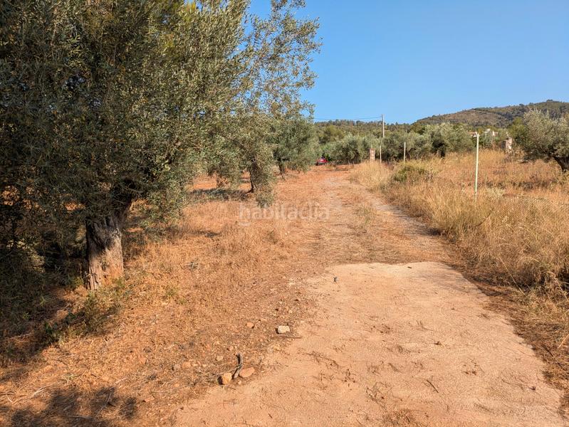 Foto 1d43bc61-2e48-4080-89ef-f1ea30240c29. Fondo rustico in Algímia de Alfara