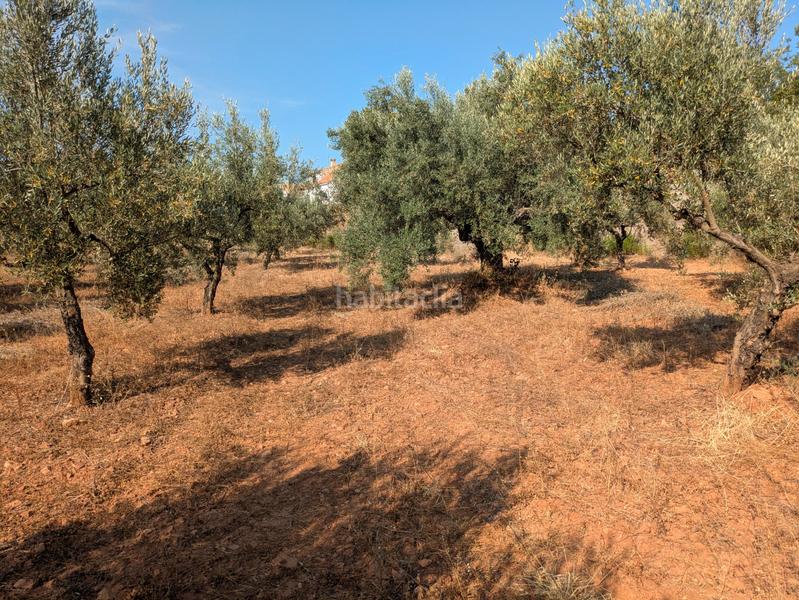 Foto bfd47a0c-06d2-49f7-bf08-9a0bc2e0dc47. Fondo rustico in Algímia de Alfara