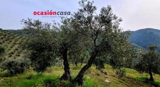 Masia a Pozoblanco. Olivar en venta
