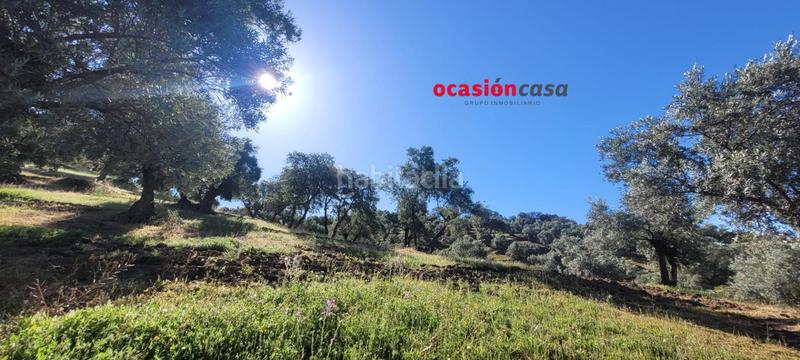 Foto 09e3d50d-77ea-4203-8adb-c0f34e3bb4c0. Masía olivar con cortijo en Pozoblanco