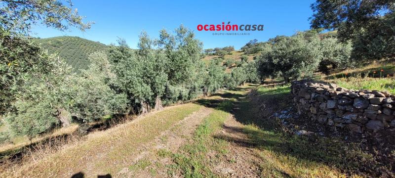 Foto 0e764765-a6b2-4518-a6c5-35ada67e8259. Masía olivar con cortijo en Pozoblanco