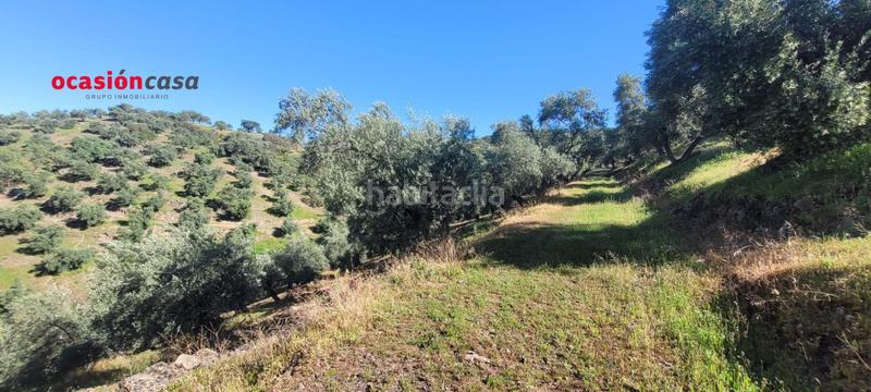 Foto 0eec9ebe-7f1f-4ed5-aadf-b2858cdcbf5e. Masía olivar con cortijo en Pozoblanco