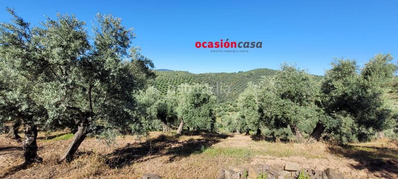 Foto 5378db7d-5d24-4f7a-be9f-a9796931ba60. Masía olivar con cortijo en Pozoblanco