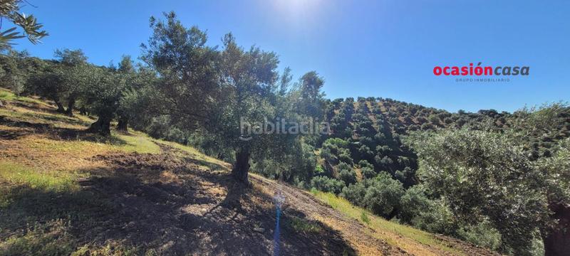 Foto 6da9dcc7-a99f-450c-ac68-280752fa8899. Masía olivar con cortijo en Pozoblanco