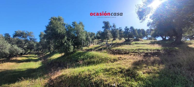 Foto 9f1d711e-3b43-44ea-8b10-5f0d5bdbd52f. Masía olivar con cortijo en Pozoblanco