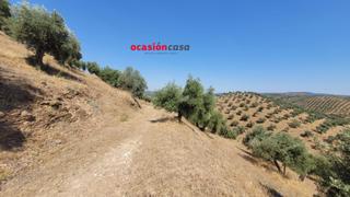 Masia a Pozoblanco. Olivar en venta en pozoblanco