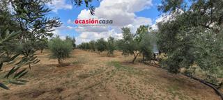 Masia a Alcaracejos. Olivar en venta en alcaracejos