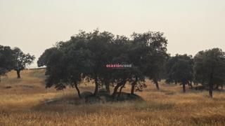 Masia a Torrecampo. Finca de encinas con nave