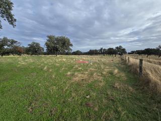 Mas à Torrecampo. Finca de encinar en torrecampo