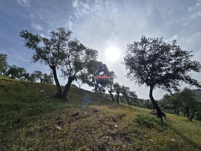 Foto 1b7426f6-a677-459f-b613-f426d7d92e43. Masia a Pozoblanco