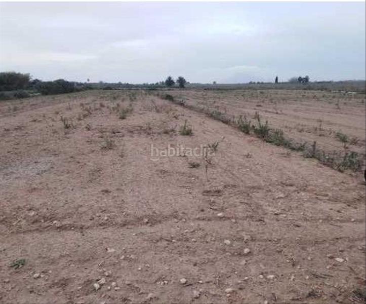 Foto 9efe9d2e-ac47-4d0a-b6de-88b0f15b41b4. Finca rústica a La Marina Elche / Elx