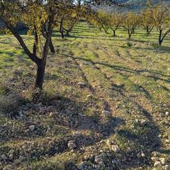 Propriété à Romana (la). Parcela rustica en la romana