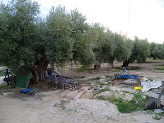 Maison à Crevillente. Finca rustica con casa para reformar en venta