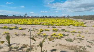 Terreno residencial en La Foia - Daimés - Asprella. Parcela edificable en venta