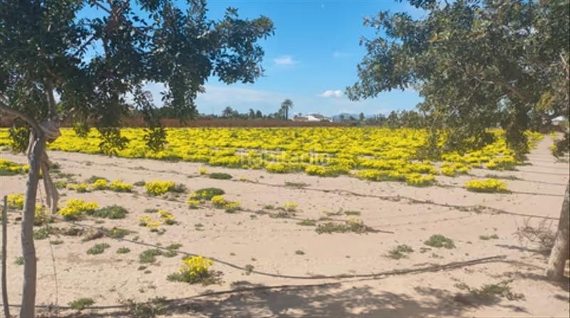 Foto 789202c7-c7ec-45c3-b814-30de54e90d42. Residential plot in La Foia - Daimés - Asprella Elche / Elx