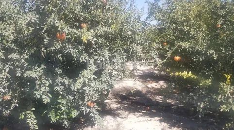 Foto ad825737-b3cd-41aa-a16a-7287a9f8482a. Finca rústica a La Foia - Daimés - Asprella Elche / Elx