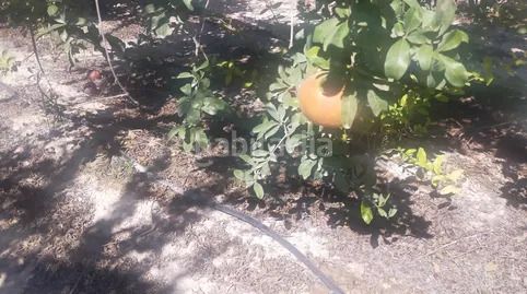 Foto fa8c61f8-e57e-41d1-a31a-0160cb4312d3. Finca rústica a La Foia - Daimés - Asprella Elche / Elx