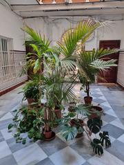 Appartement à La Caleta - La Viña