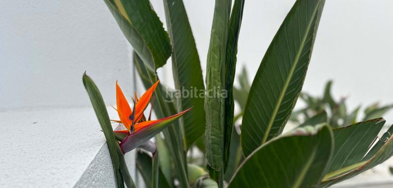 Foto 9c1a0989-d22a-48fb-b4e0-859a563c06f5. Maison avec parking piscine dans Los Balcones-Los Altos Torrevieja