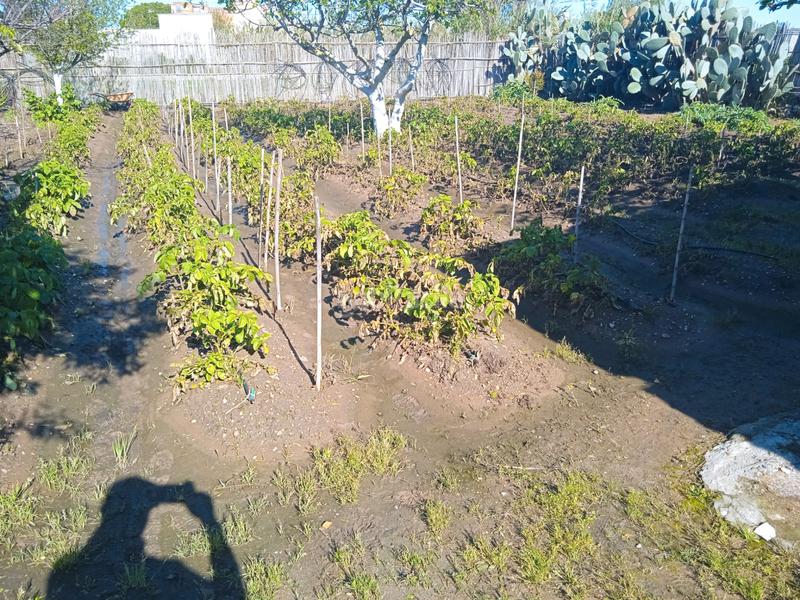 Foto 0dcec4c1-6063-43d3-83e0-7ae7bd1c4884. Masía bonita finca rústica en La Laguna Chipiona