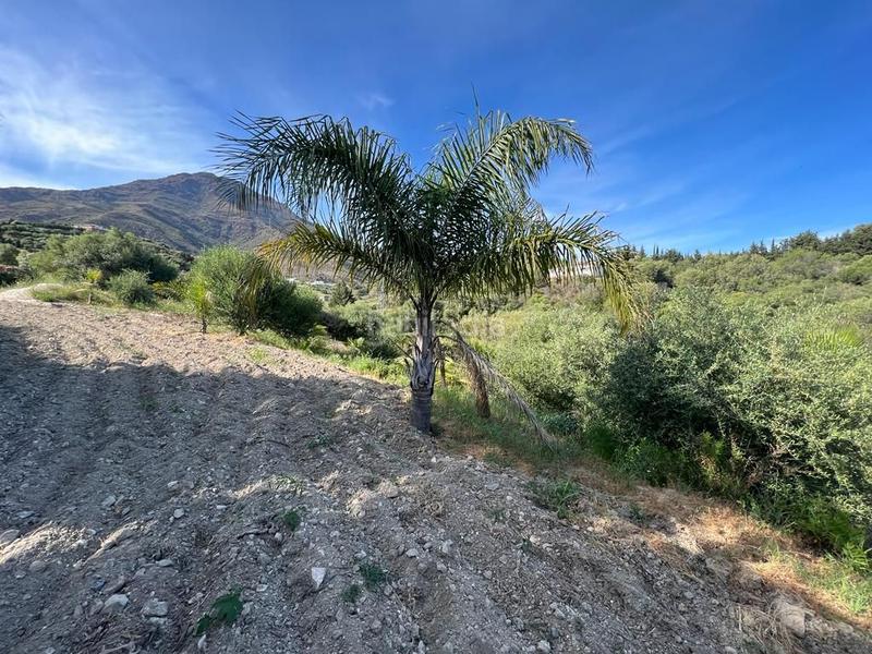 Foto 225b5c20-a99b-41db-ac5c-83c7e4cd0d78. Rural plot in Parque Central Estepona