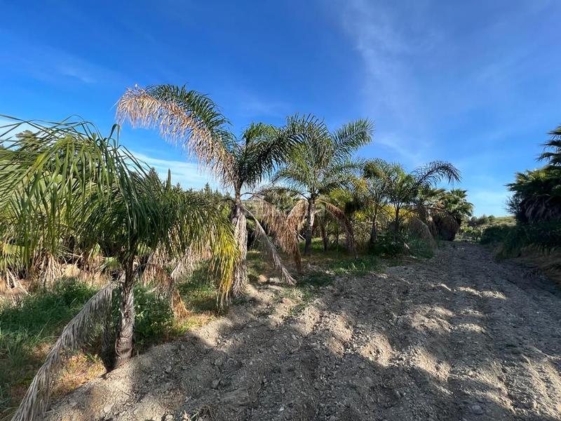 Foto 47e4c89f-50b7-4cb0-ace9-ed42bfc448a4. Rural plot in Parque Central Estepona