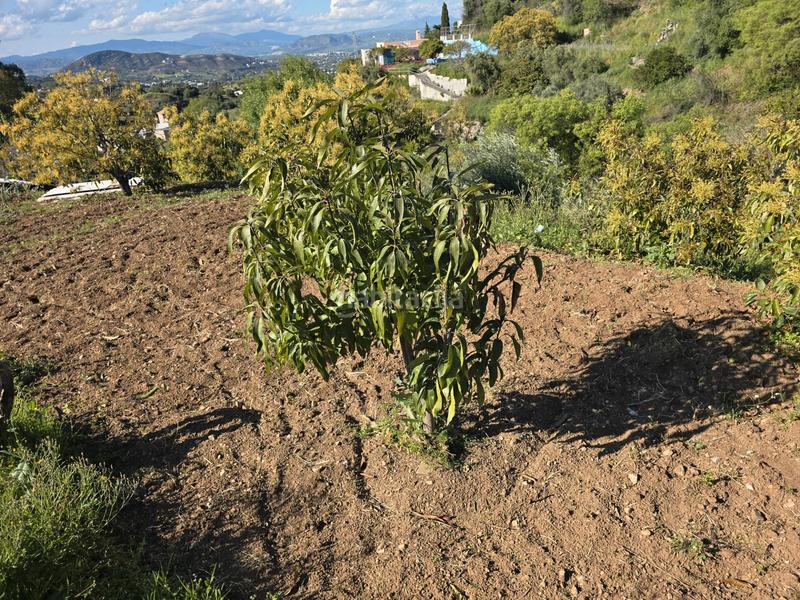 Foto 23a0da7f-1148-43bf-b4bd-fd50af94ba89. Propriété dans Centro Alhaurín el Grande