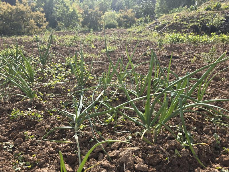 Foto 5dc5f528-b621-4add-a80e-913fd8d10b94. Propriété dans Centro Alhaurín el Grande