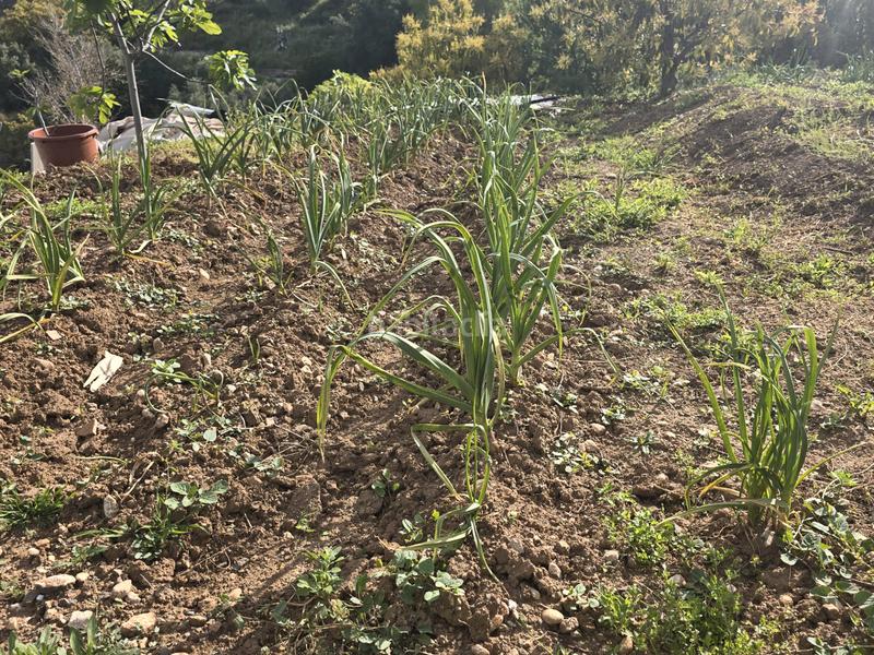 Foto fa545bb8-490c-46a3-9da9-4434f2f8d043. Propriété dans Centro Alhaurín el Grande