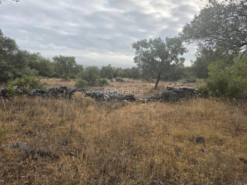 Foto 488acfdc-f6cc-4238-9687-6c7cdbb0bc19. Finca rústica a Jardines de Alhaurín-Huerta Alta-Fuensanguínea Alhaurín de la Torre