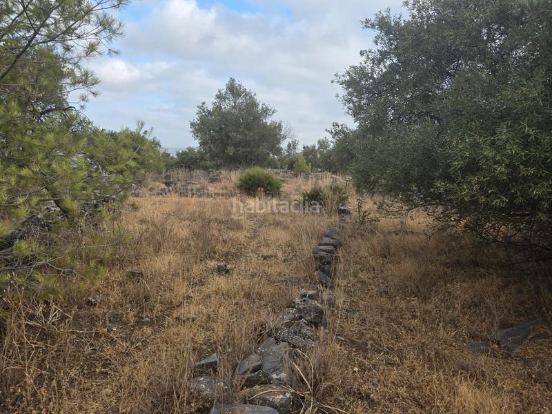 Foto 4e51cd1d-8223-4aaa-a528-0702779b0cce. Finca rústica a Jardines de Alhaurín-Huerta Alta-Fuensanguínea Alhaurín de la Torre
