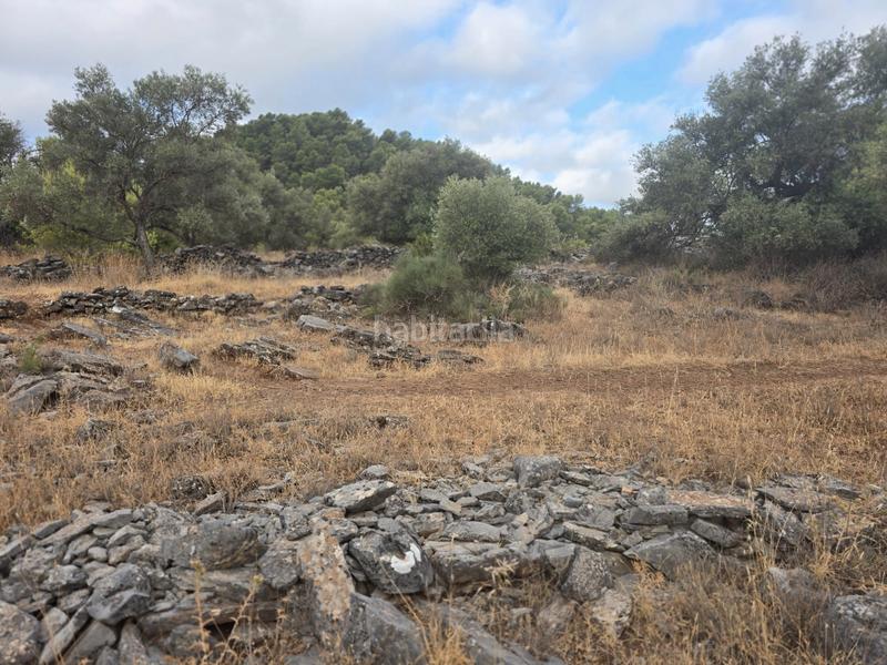 Foto 7ce1539d-797b-4091-b164-427f4021873b. Finca rústica a Jardines de Alhaurín-Huerta Alta-Fuensanguínea Alhaurín de la Torre